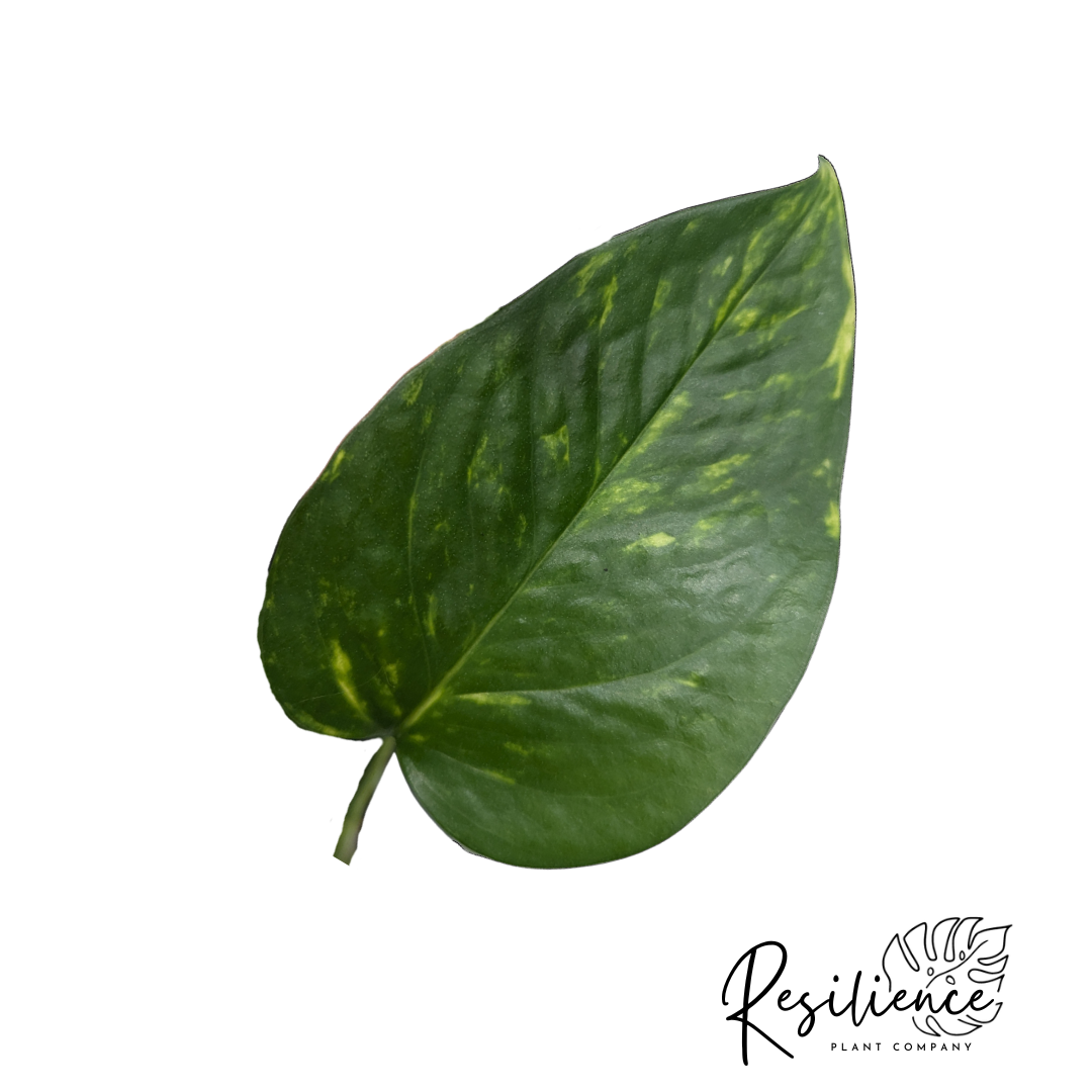 Snowy Morning Pothos